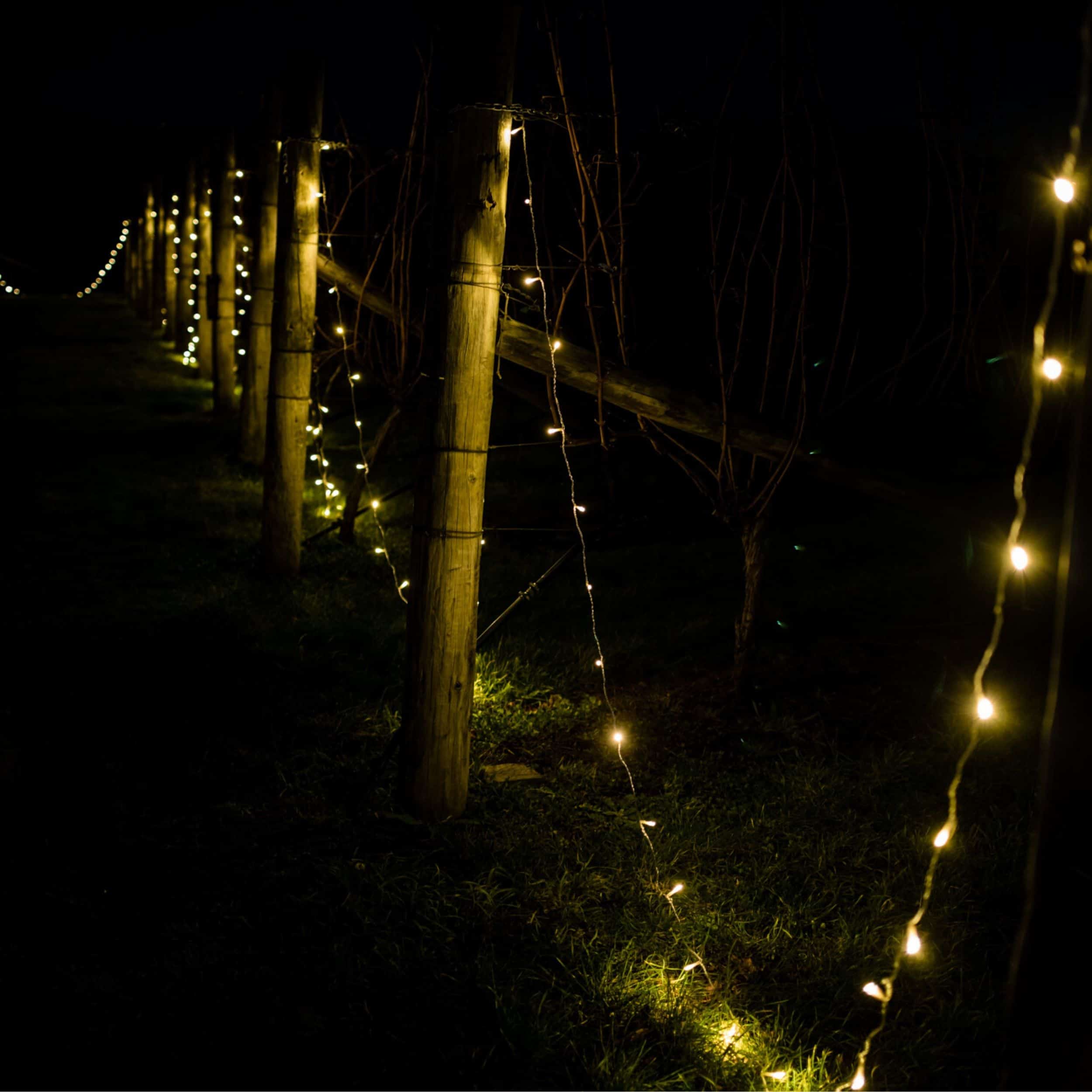 Hobart Events | Wedding Fairy Lighting Hire on the Vines at Frogmore Creek